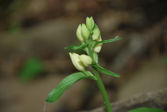 Cephalanthera damasonium